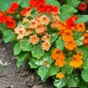 Nasturtium Live Plant Set - 2 Pots, 4 Plants Total - Edible Flowers for Garden or Container - Image 1