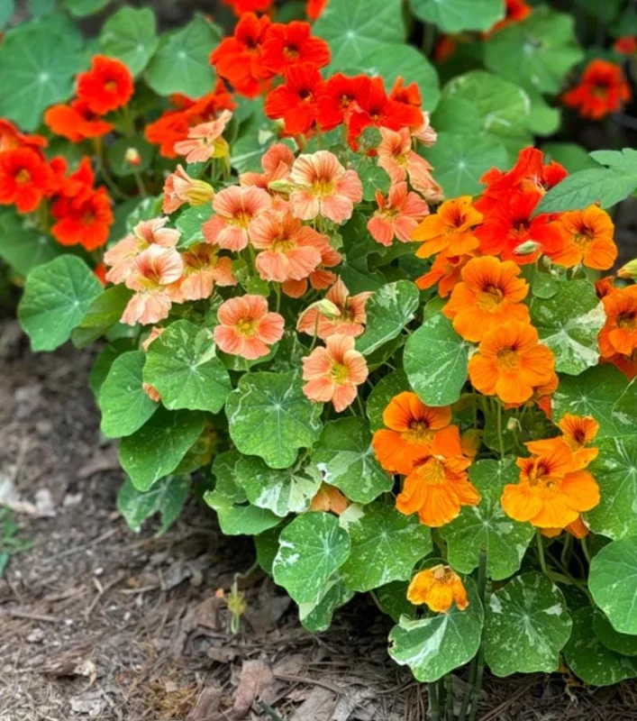 Nasturtium Live Plant Set - 2 Pots, 4 Plants Total - Edible Flowers for Garden or Container - Image 1