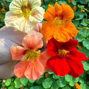Nasturtium Live Plant Set - 2 Pots, 4 Plants Total - Edible Flowers for Garden or Container - Image 2