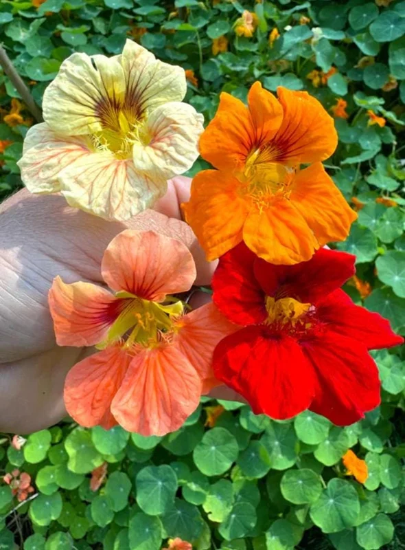 Nasturtium Live Plant Set - 2 Pots, 4 Plants Total - Edible Flowers for Garden or Container - Image 2