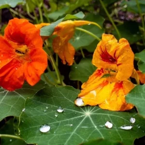 Nasturtium Live Plant Set - 2 Pots, 4 Plants Total - Edible Flowers for Garden or Container - Image 3