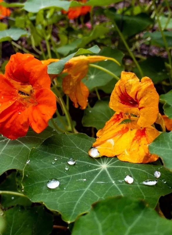 Nasturtium Live Plant Set - 2 Pots, 4 Plants Total - Edible Flowers for Garden or Container - Image 3
