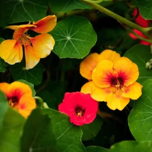 Nasturtium Live Plant Set - 2 Pots, 4 Plants Total - Edible Flowers for Garden or Container - Image 4