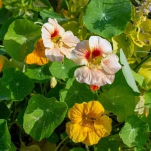 Nasturtium Live Plant Set - 2 Pots, 4 Plants Total - Edible Flowers for Garden or Container - Image 5