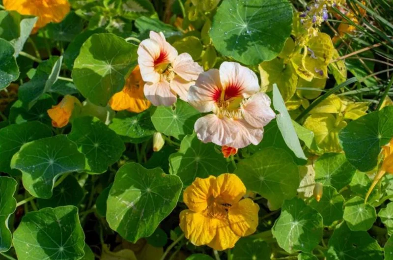 Nasturtium Live Plant Set - 2 Pots, 4 Plants Total - Edible Flowers for Garden or Container - Image 5