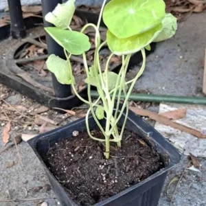 Nasturtium Live Plant Set - 2 Pots, 4 Plants Total - Edible Flowers for Garden or Container - Image 6