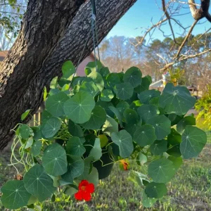 Nasturtium Live Plant Set - 2 Pots, 4 Plants Total - Edible Flowers for Garden or Container - Image 7