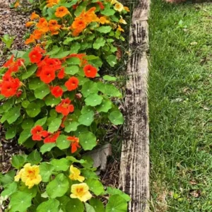 Nasturtium Live Plant Set - 2 Pots, 4 Plants Total - Edible Flowers for Garden or Container - Image 8