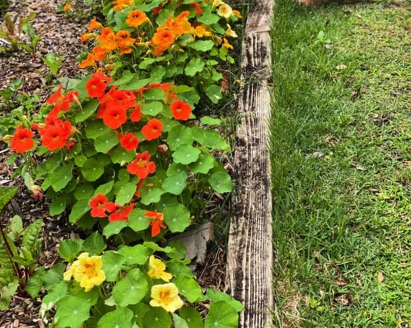 Nasturtium Live Plant Set - 2 Pots, 4 Plants Total - Edible Flowers for Garden or Container - Image 8