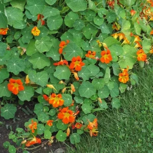 Nasturtium Live Plant Set - 2 Pots, 4 Plants Total - Edible Flowers for Garden or Container - Image 9