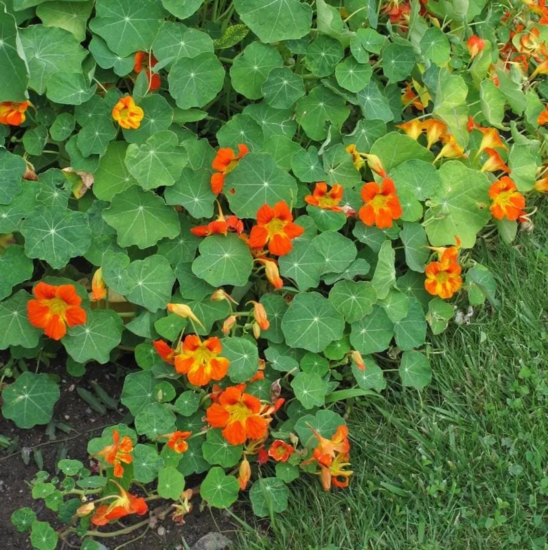 Nasturtium Live Plant Set - 2 Pots, 4 Plants Total - Edible Flowers for Garden or Container - Image 9
