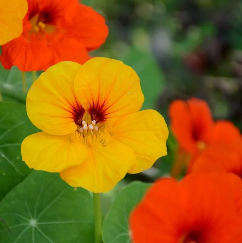 Nasturtium Plants Live - Annual Flowering Vines, 2-Pack, 4-6 Inch Tall in 4 Inch Pot, Outdoor - Image 2