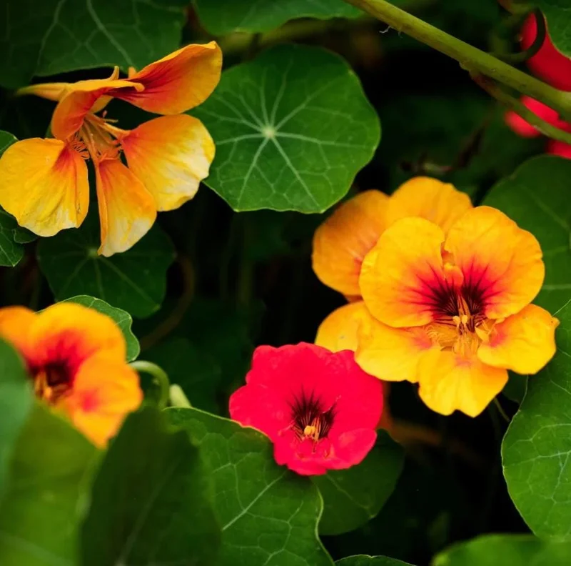 Nasturtium Plants Live - Annual Flowering Vines, 2-Pack, 4-6 Inch Tall in 4 Inch Pot, Outdoor - Image 3