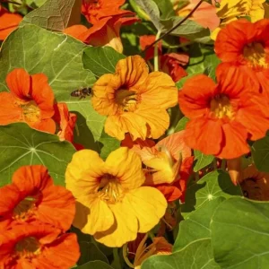 Nasturtium Plants Live - Annual Flowering Vines, 2-Pack, 4-6 Inch Tall in 4 Inch Pot, Outdoor - Image 4