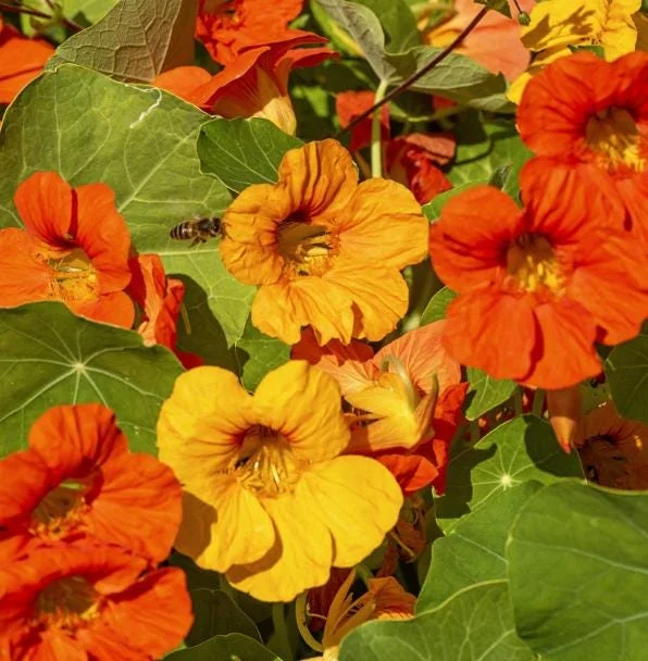 Nasturtium Plants Live - Annual Flowering Vines, 2-Pack, 4-6 Inch Tall in 4 Inch Pot, Outdoor - Image 4