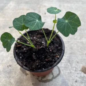 Nasturtium Plants Live - Annual Flowering Vines, 2-Pack, 4-6 Inch Tall in 4 Inch Pot, Outdoor - Image 5