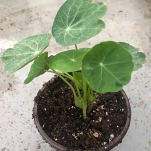 Nasturtium Plants Live - Annual Flowering Vines, 2-Pack, 4-6 Inch Tall in 4 Inch Pot, Outdoor - Image 6