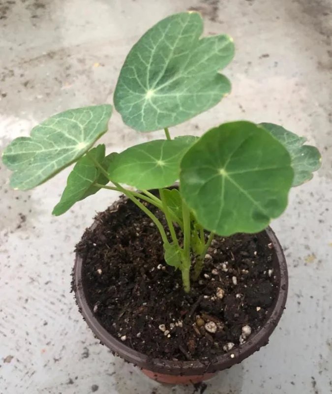 Nasturtium Plants Live - Annual Flowering Vines, 2-Pack, 4-6 Inch Tall in 4 Inch Pot, Outdoor - Image 6