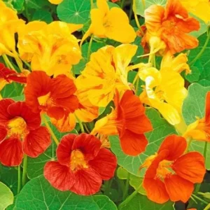 Nasturtium Plants Live - Annual Flowering Vines, 2-Pack, 4-6 Inch Tall in 4 Inch Pot, Outdoor - Image 1