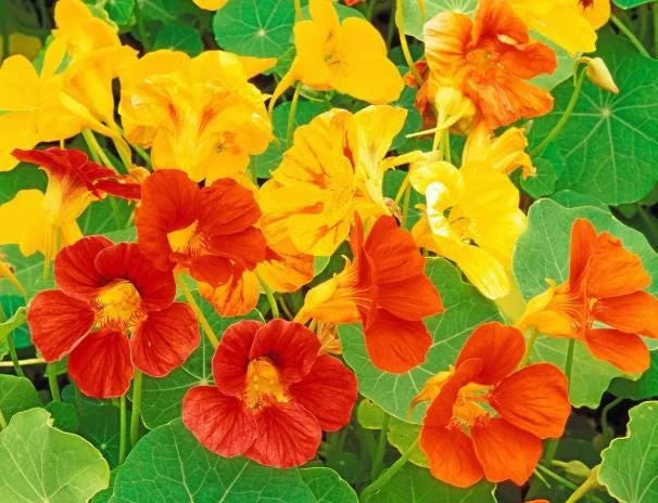 Nasturtium Plants Live - Annual Flowering Vines, 2-Pack, 4-6 Inch Tall in 4 Inch Pot, Outdoor - Image 1
