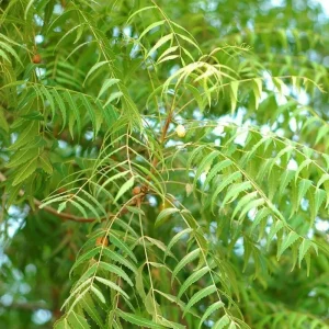 Neem Tree Seeds - Azadirachta Indica Non-GMO - Fast Growing Evergreen - Image 2