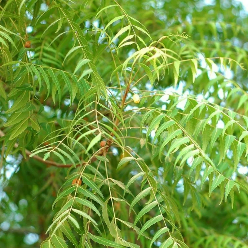 Neem Tree Seeds - Azadirachta Indica Non-GMO - Fast Growing Evergreen - Image 2