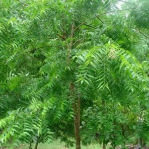 Neem Tree Seeds - Azadirachta Indica Non-GMO - Fast Growing Evergreen - Image 3