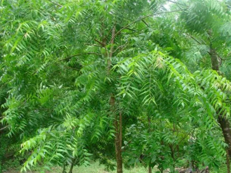 Neem Tree Seeds - Azadirachta Indica Non-GMO - Fast Growing Evergreen - Image 3