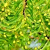 Neem Tree Seeds - Azadirachta Indica Non-GMO - Fast Growing Evergreen - Image 1