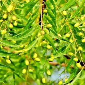 Neem Tree Seeds - Azadirachta Indica Non-GMO - Fast Growing Evergreen - Image 1
