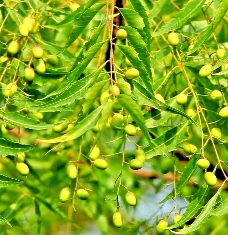 Neem Tree Seeds - Azadirachta Indica Non-GMO - Fast Growing Evergreen - Image 1