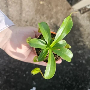 Nepenthes Hanging Pitcher Plant Live – Carnivorous Monkey Cups – 3in Pot - Image 2
