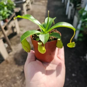 Nepenthes Hanging Pitcher Plant Live – Carnivorous Monkey Cups – 3in Pot - Image 3