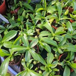 Nepenthes Hanging Pitcher Plant Live – Carnivorous Monkey Cups – 3in Pot - Image 4