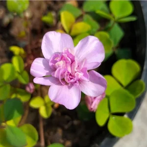 Nidulans Oxalis Live Plant - Ornamental White Flowers 4 Inch Pot - Image 2