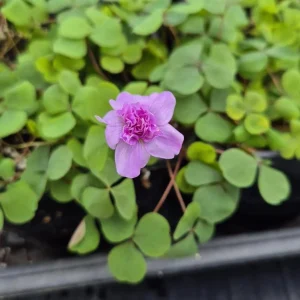 Nidulans Oxalis Live Plant - Ornamental White Flowers 4 Inch Pot - Image 3