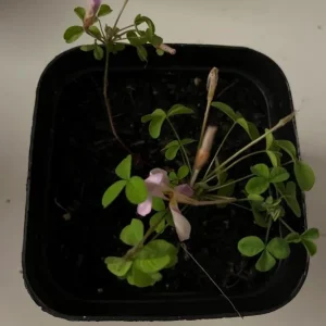 Nidulans Oxalis Live Plant - Ornamental White Flowers 4 Inch Pot - Image 4