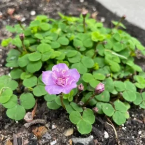 Nidulans Oxalis Live Plant - Ornamental White Flowers 4 Inch Pot - Image 5