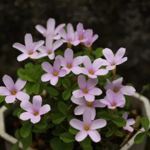 Nidulans Oxalis Live Plant - Ornamental White Flowers 4 Inch Pot - Image 6