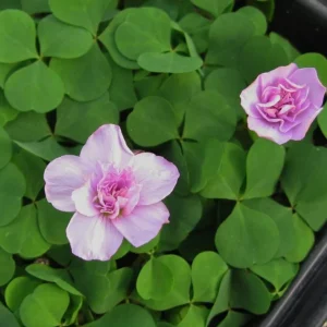 Nidulans Oxalis Live Plant - Ornamental White Flowers 4 Inch Pot - Image 7