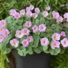 Nidulans Oxalis Live Plant - Ornamental White Flowers 4 Inch Pot - Image 1