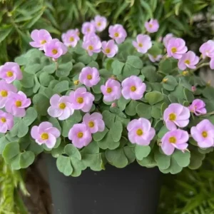 Nidulans Oxalis Live Plant - Ornamental White Flowers 4 Inch Pot - Image 1