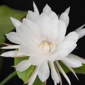 Night Blooming Cactus Live Plant – Queen of the Night, 4 Inch Pot, Fragrant White Flowers - Image 2