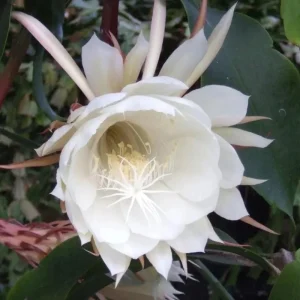 Night Blooming Cactus Live Plant – Queen of the Night, 4 Inch Pot, Fragrant White Flowers - Image 3