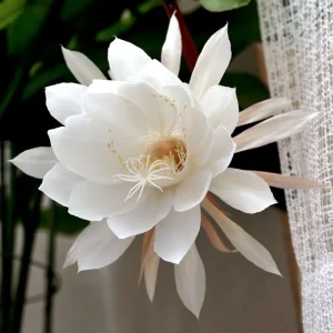 Night Blooming Cactus Live Plant – Queen of the Night, 4 Inch Pot, Fragrant White Flowers - Image 4