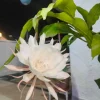 Night Blooming Cactus Live Plant – Queen of the Night, 4 Inch Pot, Fragrant White Flowers - Image 1