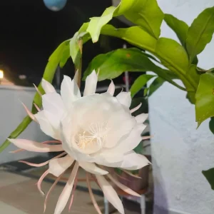 Night Blooming Cactus Live Plant – Queen of the Night, 4 Inch Pot, Fragrant White Flowers - Image 1