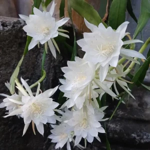 Night Blooming Cactus Live Plant – Queen of the Night, 4 Inch Pot, Fragrant White Flowers - Image 6