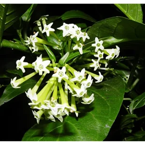 Night Blooming Jasmine Live Plant – Fragrant Flowers – 4