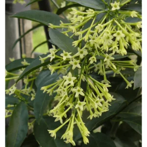Night Blooming Jasmine Live Plant – Fragrant Flowers – 4